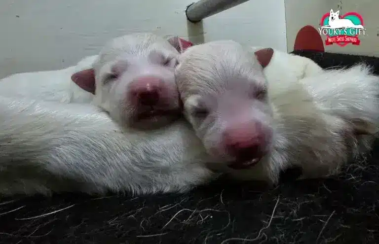 cuccioli disponibili nui hit 9