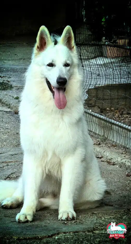 cuccioli disponibili nui hit hit 2