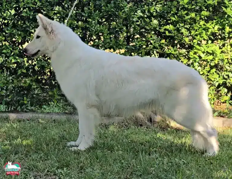 cuccioli disponibili nui hit rapa nui 1