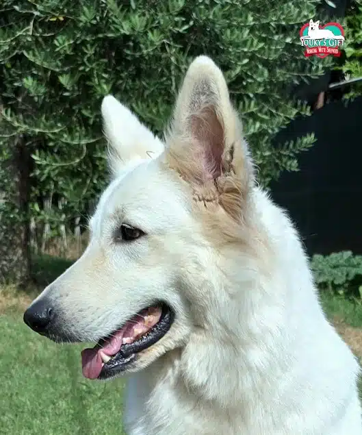 cuccioli disponibili nui hit rapa nui 4