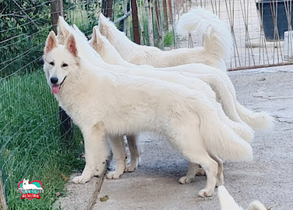 cuccioli disponibili nui hit rapa nui 5
