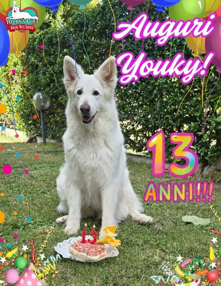 Pastore Svizzero Bianco 13 anni Youky