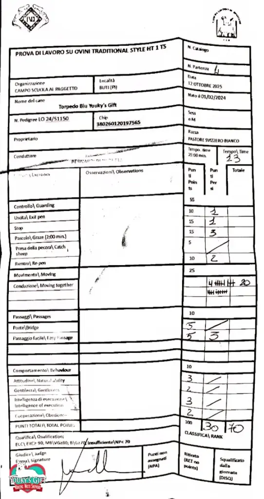 Classe 1 sheepdog Pastore Svizzero Torpedo Blu