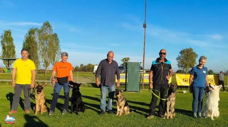 premiazione BH Pastore Svizzero Hit