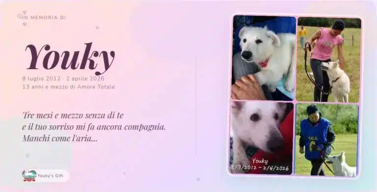 Youky, Pastore Svizzero Bianco, capostipite dell'allevamento Youky's Gift