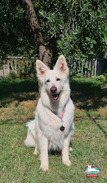 Youky, cagnolina di Pastore Svizzero Bianco, capostipite dell'allevamento Youky's Gift