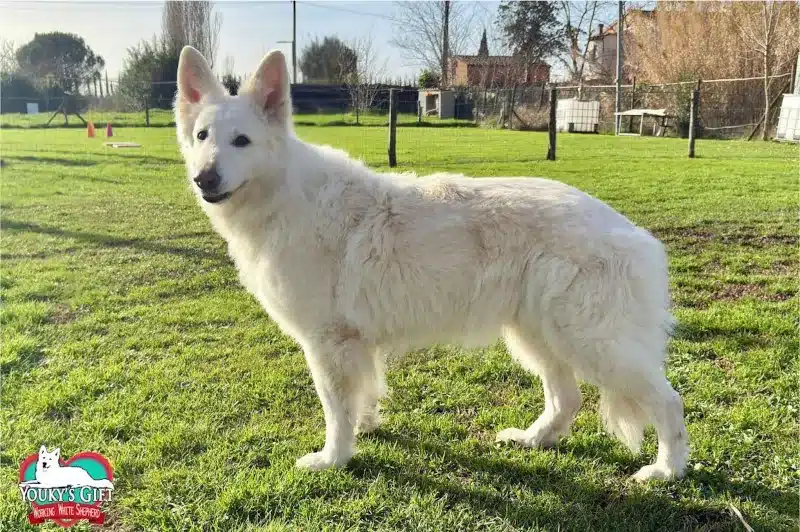 Youky, Pastore Svizzero Bianco anziana e serena, negli ultimi mesi di vita