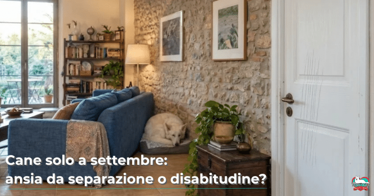Ansia da separazione nel cane. Pastore svizzero bianco rannicchiato nell'angolo del salotto, accanto a una porta bianca con i segni delle unghie