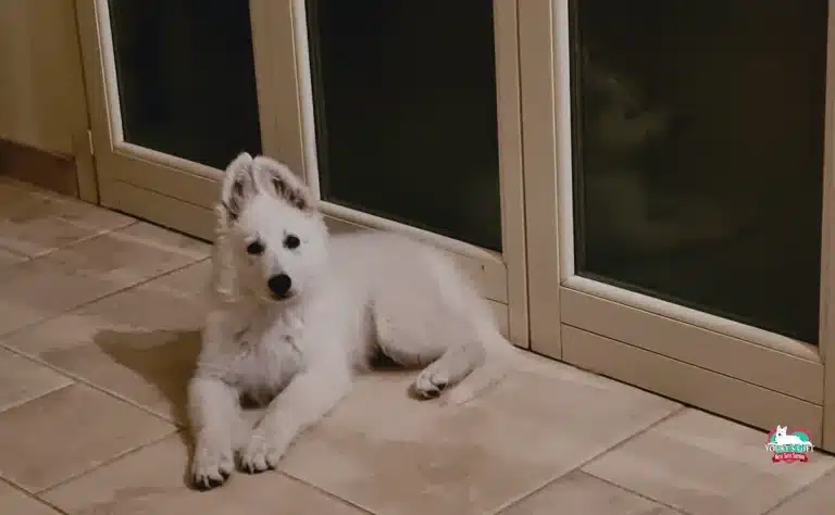 Namastè cucciola, pastore svizzero bianco, sdraiata tranquilla sul pavimento davanti alla portafinestra, di sera