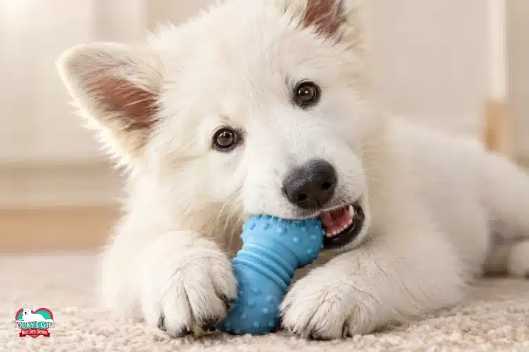 Un tenero cucciolo di pastore svizzero sdraiato sul tappeto mentre morde con gusto un giocattolo azzurro di gomma per la dentizione.