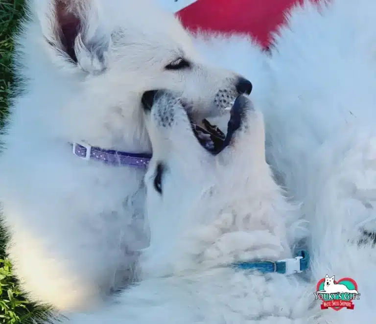 Due cuccioli di Pastore Svizzero Bianco giocano allegramente a mordersi la bocca stesi sull'erba.
