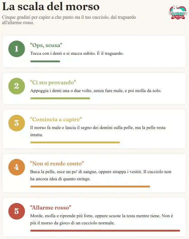 Infografica in italiano sulla scala del morso del cucciolo divisa in cinque livelli di gravità, dal tocco lieve all'allarme rosso.
