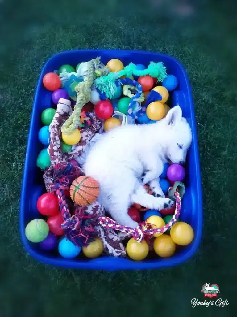 Un piccolo e soffice cucciolo di pastore svizzero bianco addormentato all'interno della sua una vasca dei giochi