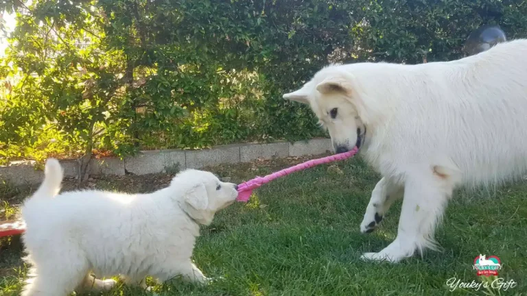 Un cane adulto equilibrato di razza Pastore Svizzero Bianco gioca a tirare una corda con un piccolo cucciolo .