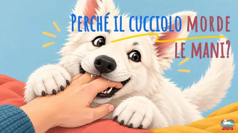 Perché il cucciolo morde le mani