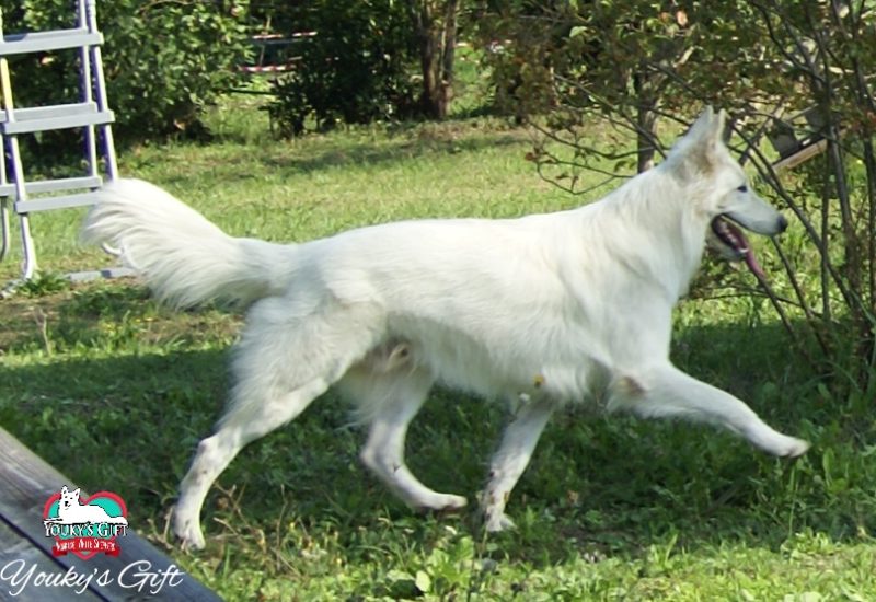 nostri cani bolero nostri cani bolero